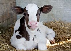 Image result for Calf Baby Cow