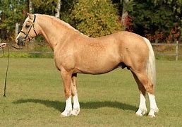 Image result for Welsh Cob Horse