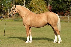 Image result for Welsh Cob Head