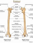 Image result for Vole Femur