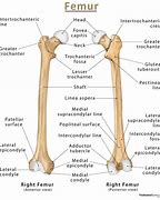 Image result for Femur Parts