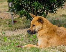 Image result for Chinese Fighter Dog