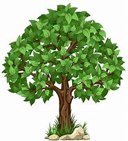 Image result for Tree Pictures Clip Art