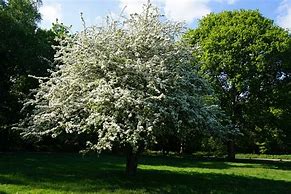 Image result for May Day Tree