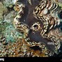 Image result for Mutated Giant Clam