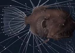 Image result for AnglerFish