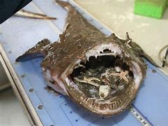 Image result for Lophius AmericanUS