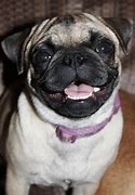 Image result for Happuy Dawg