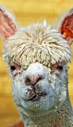 Image result for Alpaca Long Hair