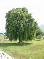 Image result for Willow Tree Arkansas