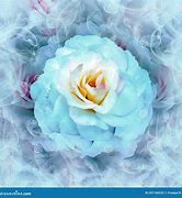 Image result for Blue Rose Flower Field