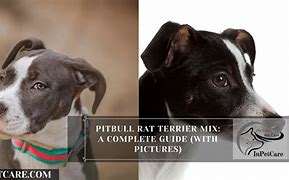 Image result for Rat Terrier Mix Breeds