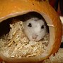 Image result for Ratones