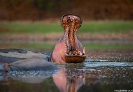 Image result for Hippo Yawn