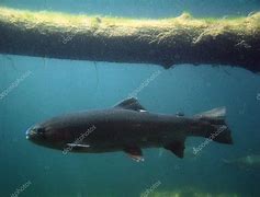 Image result for Trout Swimming