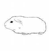 Image result for Guinea Pig Skewer