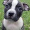 Image result for Blue Nose PitBull