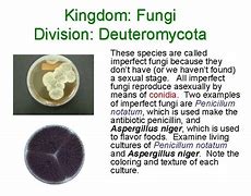 Image result for Chytridiomycota Characteristics