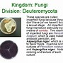 Image result for Chytridiomycota Characteristics