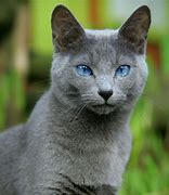 Image result for Russian Blue Cat German Shepherd