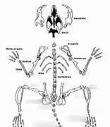 Image result for Rodent Bones