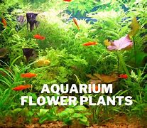 Image result for Aquarium Full of Flowers