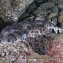 Image result for Horn Shark