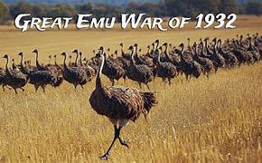 Image result for Great Emu War for Kids