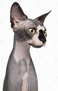 Image result for Old Sphynx Cat