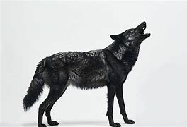 Image result for Wolf Side Rear View