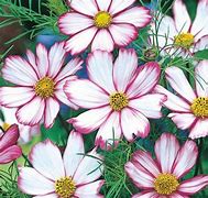 Image result for Cosmos Candy Stripe