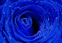 Image result for pink and blue roses