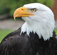 Image result for Bald Eagle Getty Images