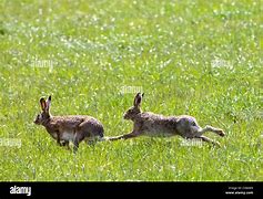 Image result for Rabbit Play