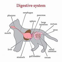 Image result for Cat Digestive Tract