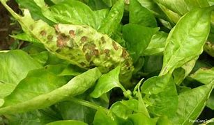 Image result for Bacterial Leaf Spot