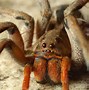 Image result for Bugs and Spiders