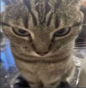 Image result for Angry Cat Hiding Meme