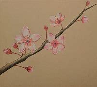 Image result for Cherry Blossom Tree Pencil Sketch