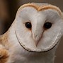 Image result for Barn Owl Wallpaper