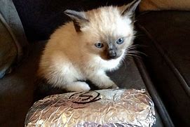 Image result for Burrito Love Cat