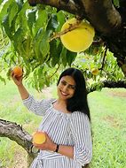 Image result for Peach Picking