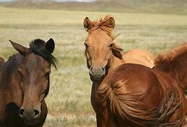 Image result for Mongolian Hairstyle