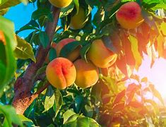 Image result for Summer Peach Tree