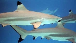 Image result for BlackTip Reef Shark