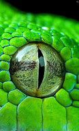 Image result for Snake Eye Diagram