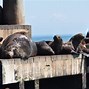 Image result for Marine Mammal Science