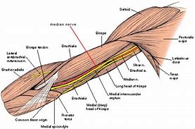 Image result for Median Nerve Distribution Arm