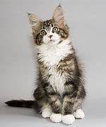 Image result for Maine Coon Cat