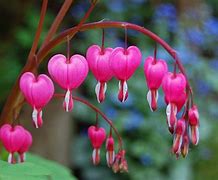 Image result for 10 Most Beautiful Flowers